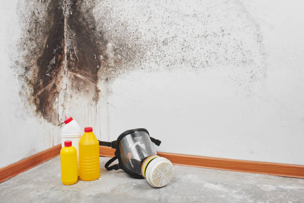 Best Mold Remediation for Specific Building Types in Stoneville, NC