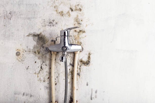 Best White Mold Remediation in Stoneville, NC