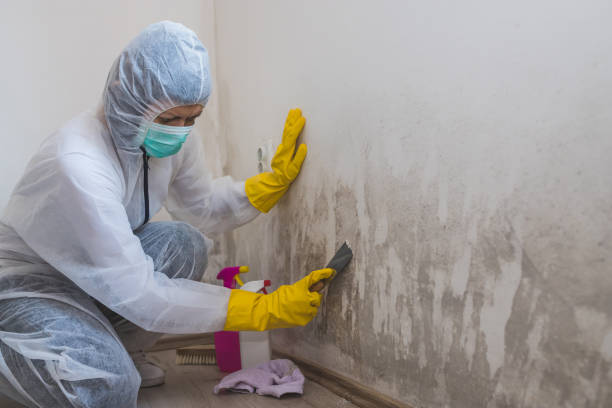 Best Insurance-Related Mold Remediation in Stoneville, NC