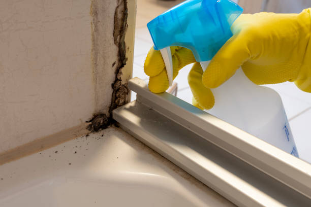 Best Crawl Space Mold Remediation in Stoneville, NC